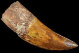 Large, Carcharodontosaurus Tooth - Very Thick Tooth #85935-1